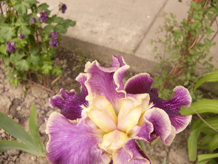 Iris Spirit World - ANUL 2016 FLORI