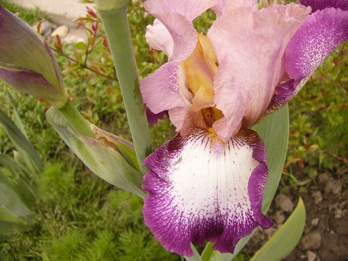 Iris Change of Pace - ANUL 2016 FLORI