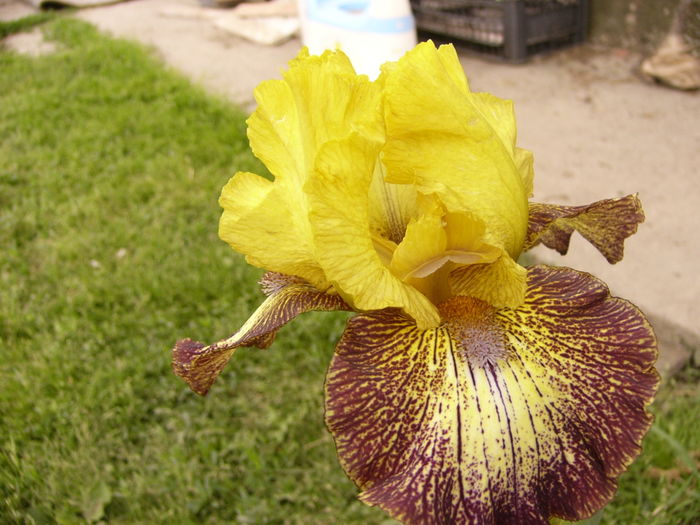 Iris Petit Tigre - ANUL 2016 FLORI