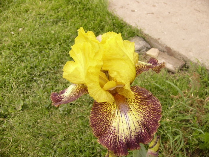 P1250351 - ANUL 2016 FLORI