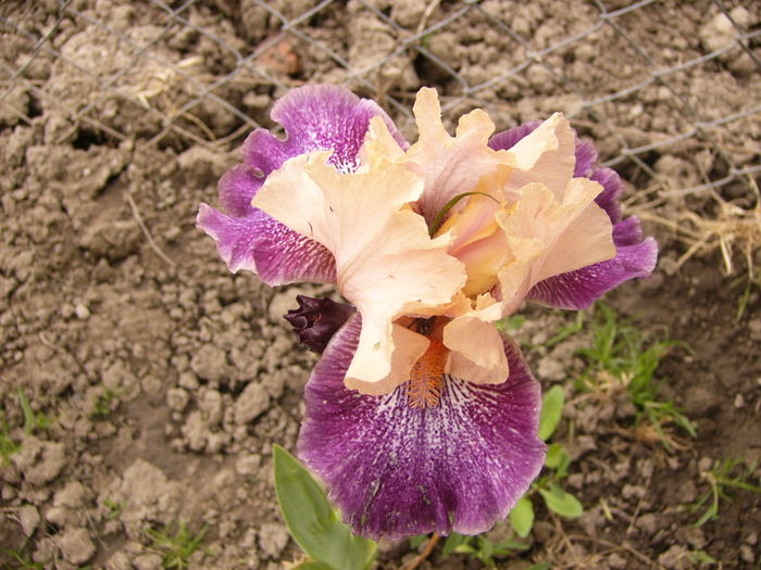 Iris Flyng Circus - ANUL 2016 FLORI