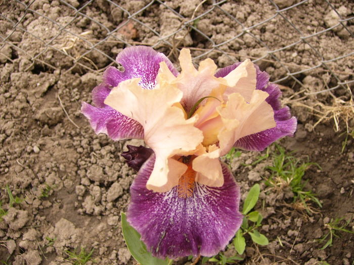 P1250355 - ANUL 2016 FLORI