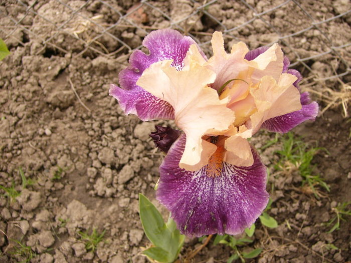 P1250356 - ANUL 2016 FLORI