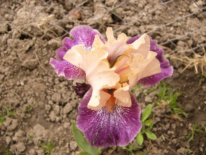 P1250357 - ANUL 2016 FLORI