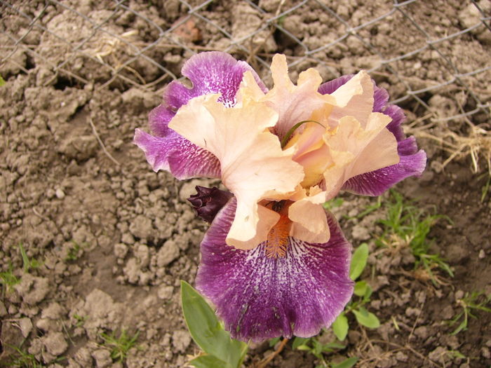 P1250358 - ANUL 2016 FLORI