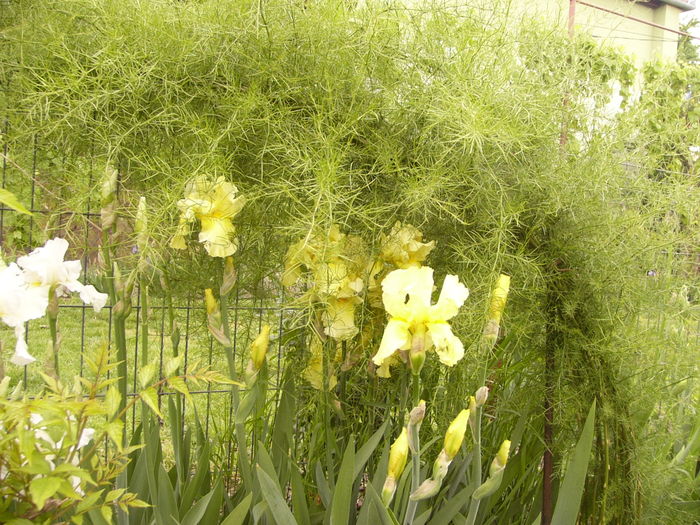 P1250359 - ANUL 2016 FLORI