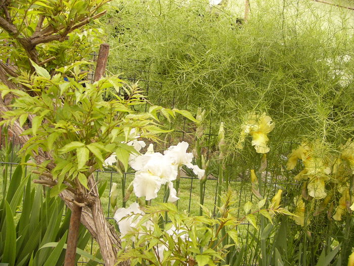 P1250360 - ANUL 2016 FLORI