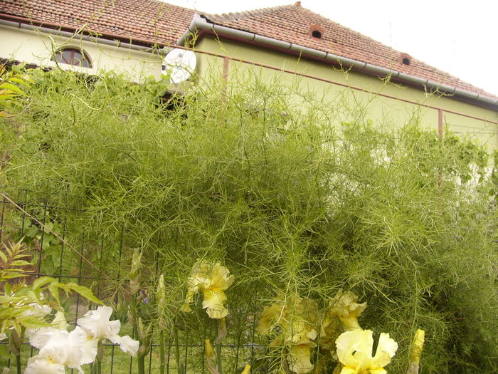 P1250361 - ANUL 2016 FLORI