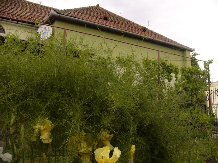 P1250363 - ANUL 2016 FLORI