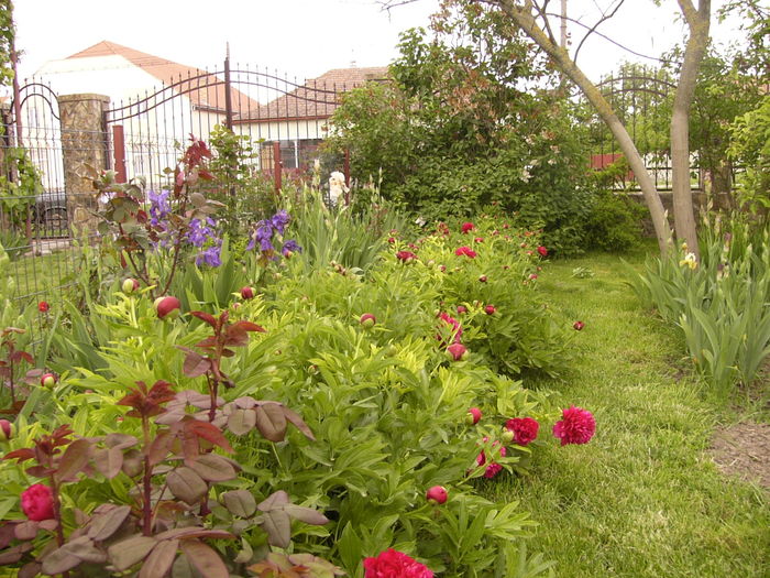 P1250365 - ANUL 2016 FLORI