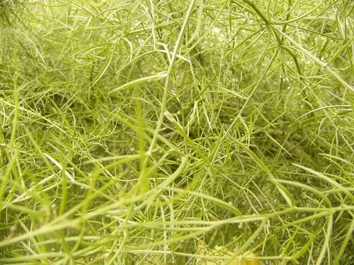 P1250372 - ANUL 2016 FLORI