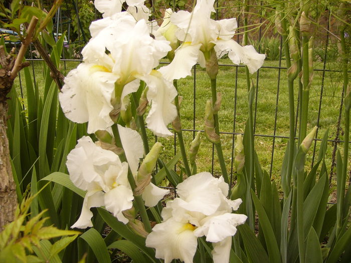 P1250379 - ANUL 2016 FLORI