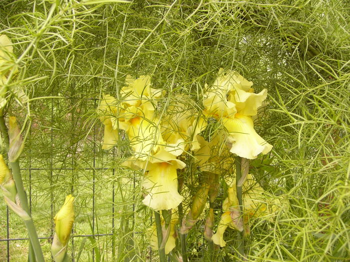 P1250380 - ANUL 2016 FLORI