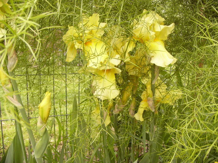 P1250381 - ANUL 2016 FLORI