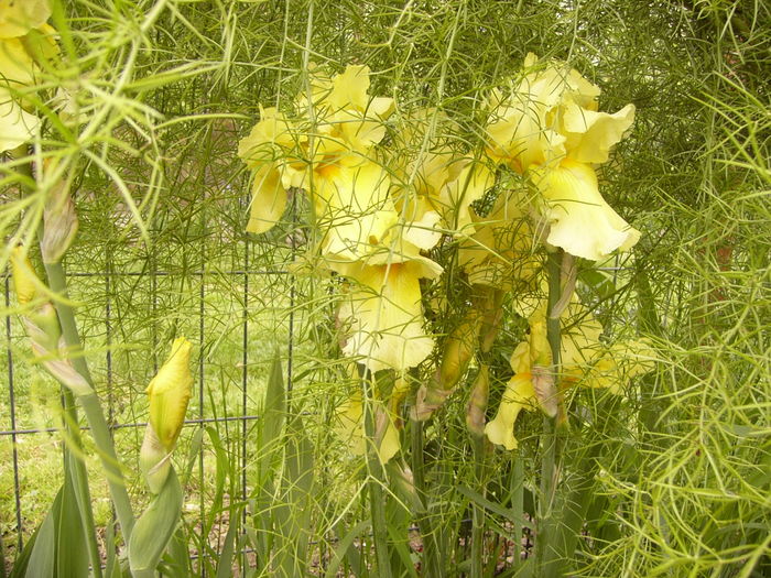 P1250382 - ANUL 2016 FLORI