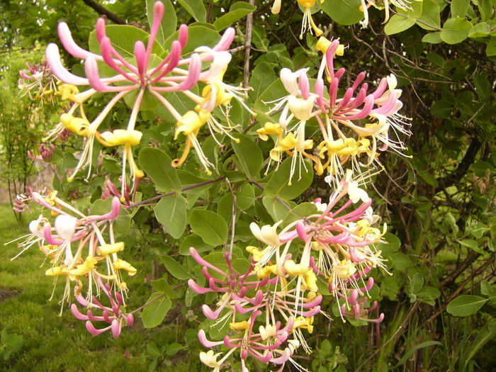 P1250384 - ANUL 2016 FLORI