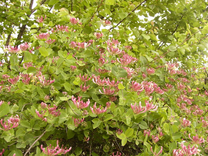 P1250387 - ANUL 2016 FLORI