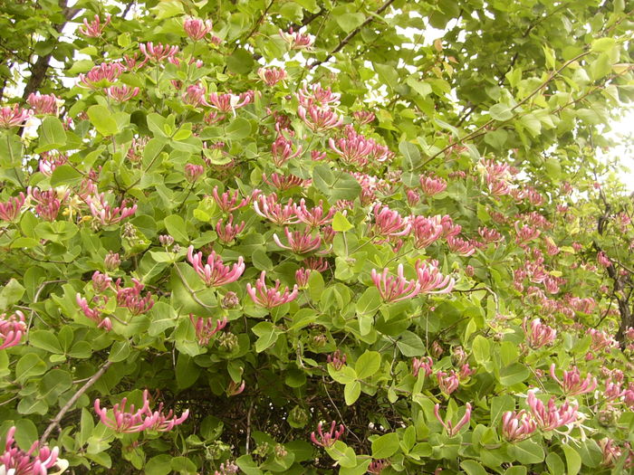 P1250388 - ANUL 2016 FLORI