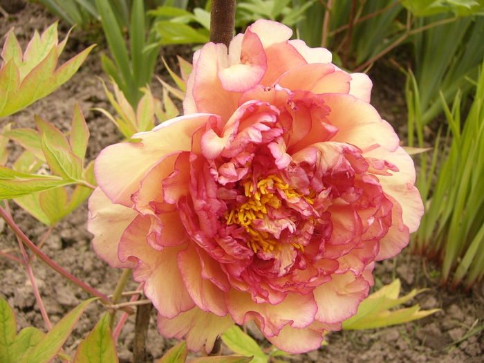 Paeonia suffruticosa Jin Je de la Maria - ANUL 2016 FLORI