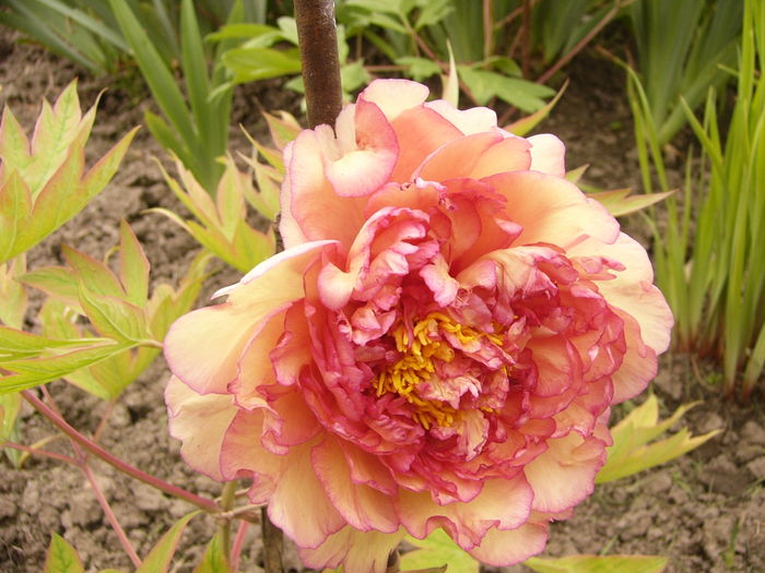 P1250391 - ANUL 2016 FLORI