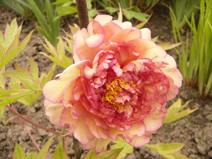 P1250392 - ANUL 2016 FLORI