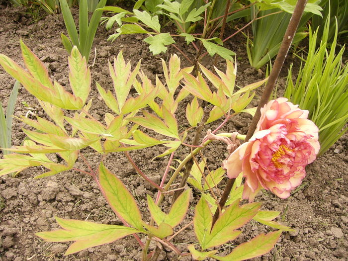 P1250394 - ANUL 2016 FLORI