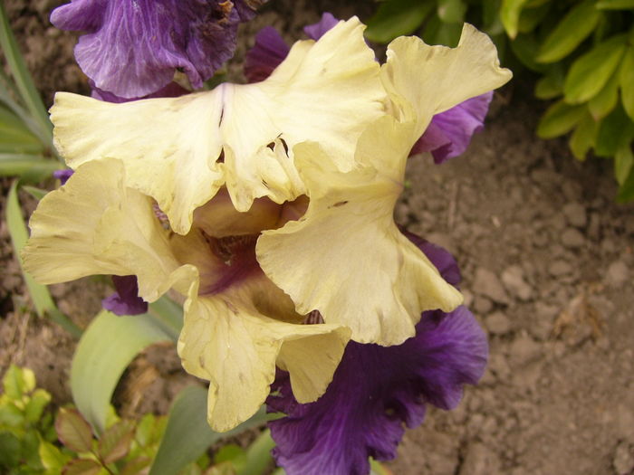 Iris Boysberry Buttercup - ANUL 2016 FLORI
