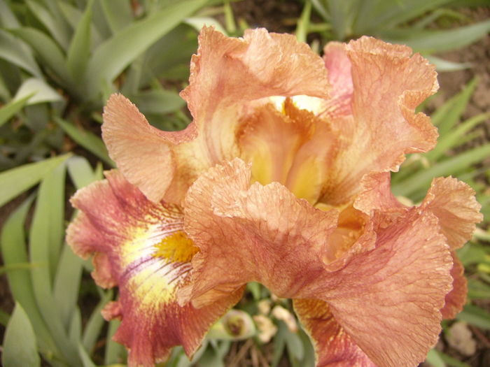 Iris Highland Chief - ANUL 2016 FLORI