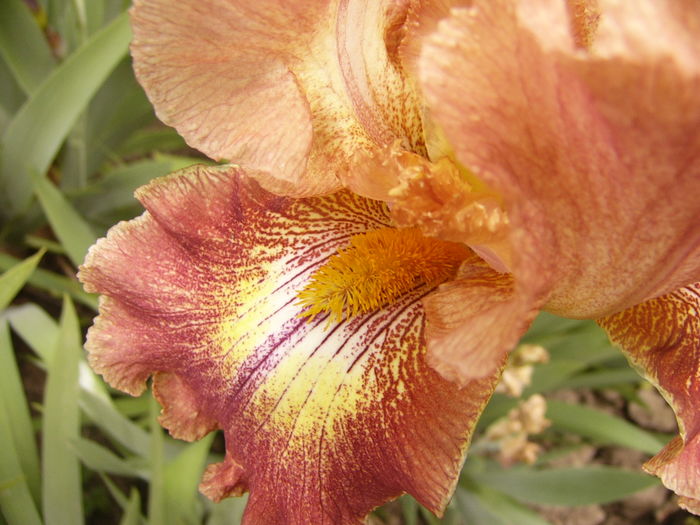 Iris Higland Chieff - ANUL 2016 FLORI