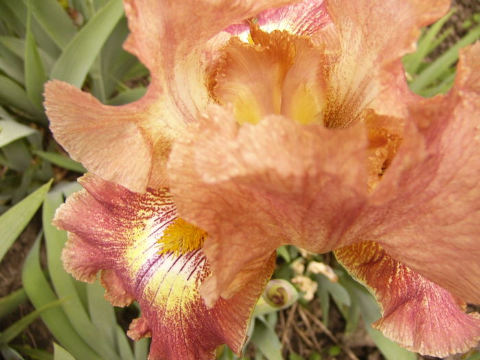 P1250404 - ANUL 2016 FLORI