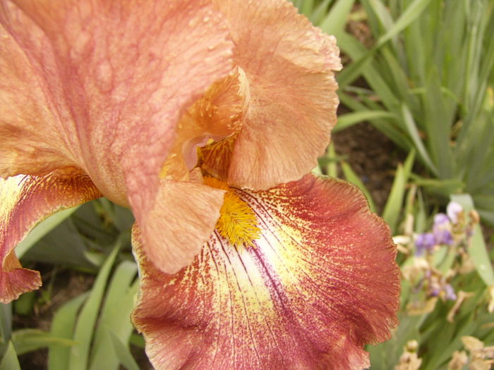 P1250405 - ANUL 2016 FLORI