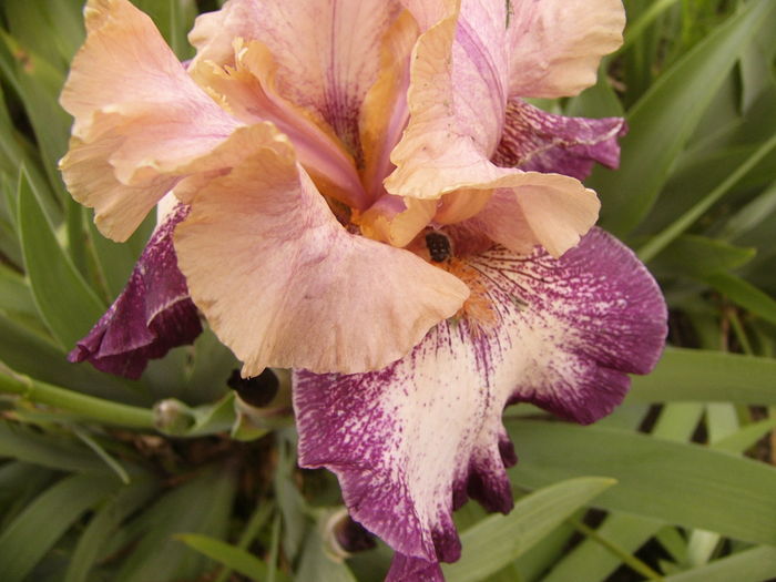 Iris Carnival,s Song - ANUL 2016 FLORI