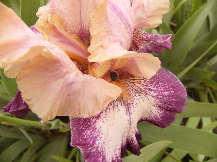 P1250411 - ANUL 2016 FLORI