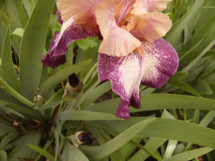 P1250413 - ANUL 2016 FLORI