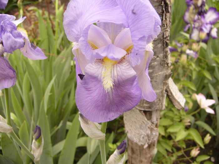 Iris Palida Dalmatica - ANUL 2016 FLORI
