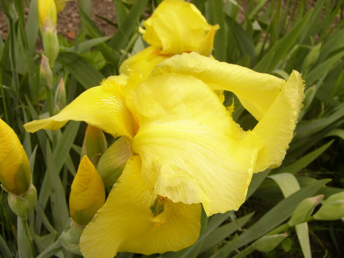 Iris Ola Kala