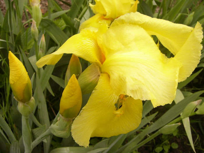 P1250422 - ANUL 2016 FLORI