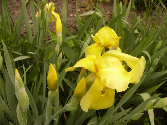 P1250423 - ANUL 2016 FLORI