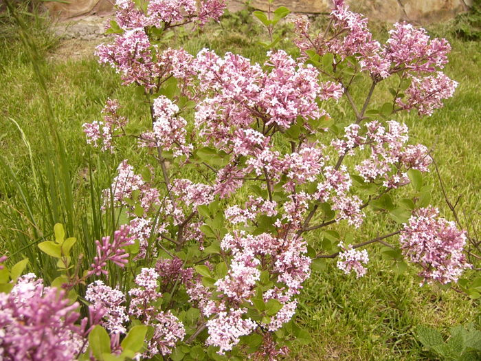 Syringa Patula Miss Kim - ANUL 2016 FLORI