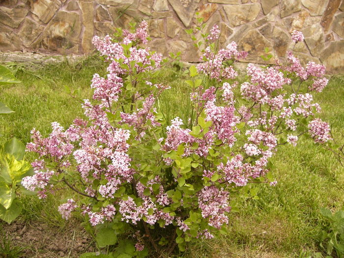 P1250425 - ANUL 2016 FLORI