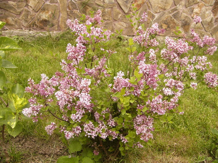 P1250426 - ANUL 2016 FLORI