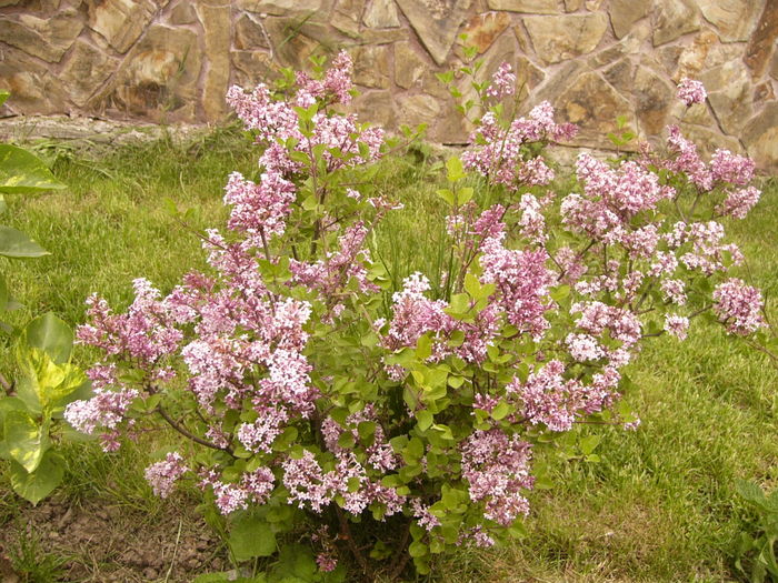 P1250427 - ANUL 2016 FLORI