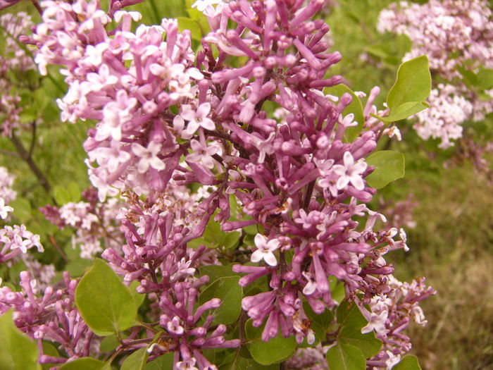 P1250430 - ANUL 2016 FLORI