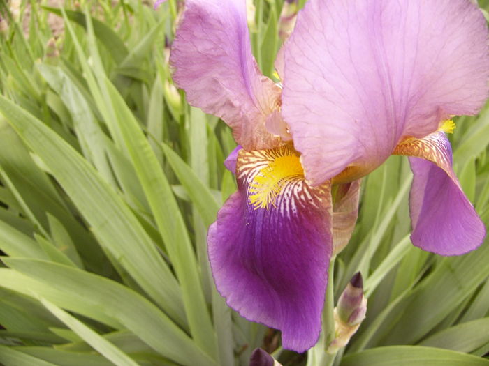 P1250432 - ANUL 2016 FLORI