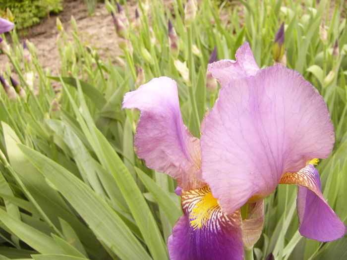 P1250433 - ANUL 2016 FLORI