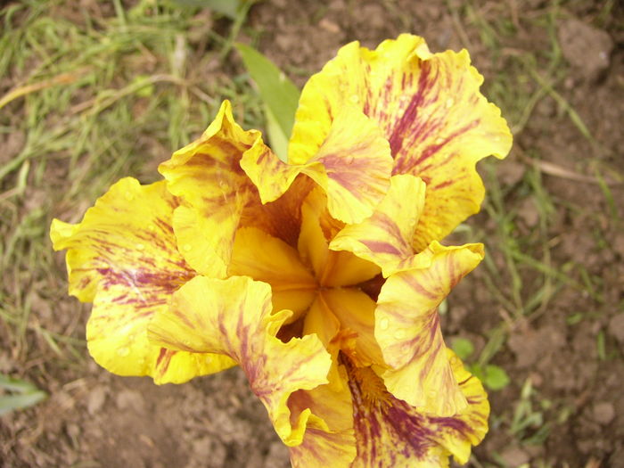 P1250443 - ANUL 2016 FLORI