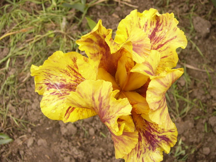 P1250444 - ANUL 2016 FLORI