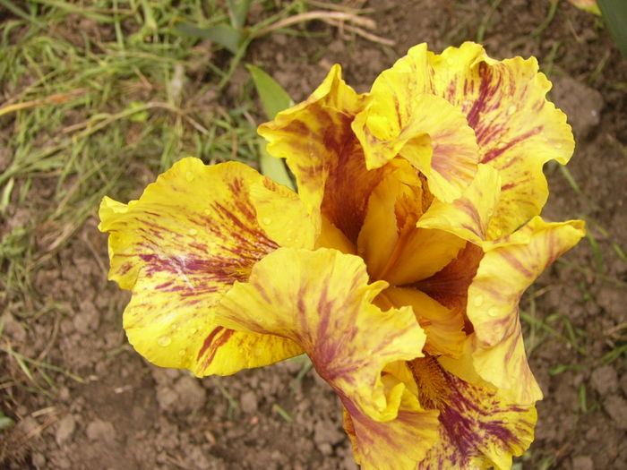 P1250446 - ANUL 2016 FLORI