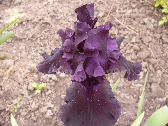 Iris Gost Train - ANUL 2016 FLORI