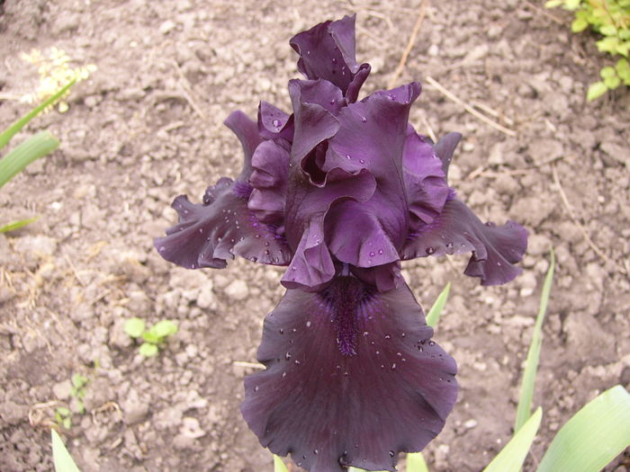 P1250448 - ANUL 2016 FLORI